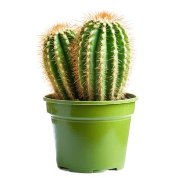 A vibrant cactus thriving in a green container against a clean transparent background, of cactus on container isolated on transparent background png