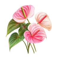 Beautiful anthurium flowers with vibrant colors displayed on a transparent background in a transparent aesthetic, anthurium flowers isolated transparent background png
