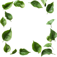 A circular arrangement of green leaves framing a blank transparent background for various creative uses, Green Leaves Frame on transparent background png
