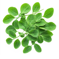 Fresh Moringa leaves arranged on a transparent transparent background showcasing their vibrant green color and texture, Moringa leaves on transparnt transparent background png