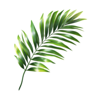 Green palm tree leaf casting a shadow, isolated against a transparent background for a fresh, tropical vibe, green leaf of palm tree with shadow isolated on transparent backgroundfile png