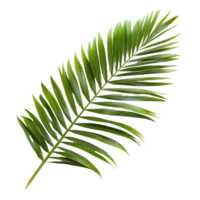 A vibrant green palm tree leaf gracefully laid out on a transparent background, showcasing its unique structure and details, palm tree leaf on transparent backgroundfile png