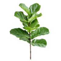 Fiddle leaf fig plant with lush green leaves isolated on a bright transparent background, showcasing, Nature fiddle leaf fig plants isolated on transparent background. Fiddle leaf fig houseplants transparent background png