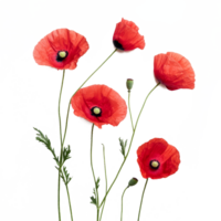 Vibrant red poppy flowers displayed against a clean transparent background showcasing their delicate petals and green stems, poppy flowers isolated on transparent background png