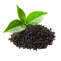 Tea seeds with fresh green leaves displayed on a clean transparent background for a natural and organic look, Tea seed with leaf isolated on transparent background png