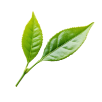 Fresh green tea leaves isolated on a transparent background showcasing their vibrant color and natural texture, green tea leaf isolated on transparent background png