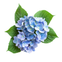 Beautiful hydrangeas in a floral arrangement with green leaves creating a tranquil, serene atmosphere, hydrangeas flowers in a floral arrangement isolated on transparent background png