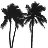 Silhouetted palm trees against a soft, muted background at sunset, creating a tranquil tropical atmosphere, palm trees silhouettes png