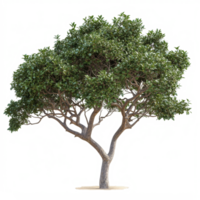 A large tree with sprawling branches against a simple transparent background creating a serene look, big tree and branches of tree on transparent backgroundfile png