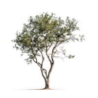 A solitary tree with lush green leaves standing elegantly on a transparent background in bright daylight, Tree isolated on transparent background png