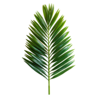 Green cycads leaf displayed artistically on a clean transparent background highlighting its unique texture and shape, Green leaf of cycads tree on transparent backgroundfile png