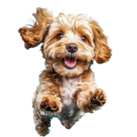 Happy Cavoodle puppy leaps joyfully against a bright blue background during a playful afternoon, Happy Cavoodle Cavapoo Puppy Dog Runs and jumps isolated on blue cyan background png