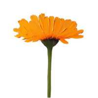 Bright calendula flower on a transparent background showcasing vivid petals and a green stem, ideal for floral art, calendula transparent background png