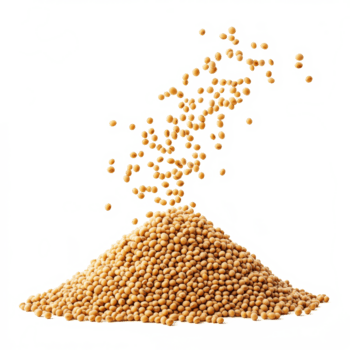 Soybean seeds falling gracefully onto a large heap of soybeans isolated on a transparent background, Soybean falling on heap of soybeans isolated on transparent background png