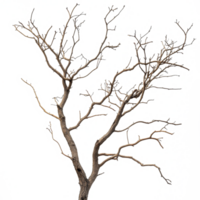 Dried tree branches with intricate patterns against a stark transparent background showcasing the beauty of nature's stillness, dry tree branches on transparent backgroundfile png
