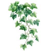 Delicate watercolor illustration of cascading ivy leaves against a pristine transparent background, Red and Yellow Watercolor Swirl Illustration on transparent background png