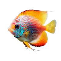 Colorful discus fish swims gracefully in a vibrant display against a pure transparent background, discus fish isolated on transparent background png