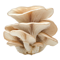 Cluster of fresh oyster mushrooms on a clean transparent background showcasing their intricate gills and layers, Oyster Mushroom Cluster on transparent background png