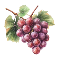 Fresh red grape cluster isolated on a bright transparent background showcasing its natural beauty and rich color, red grape isolated on transparent background png