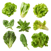 Fresh assorted lettuce leaves arranged neatly on a transparent background for culinary use and healthy lifestyles, Lettuce leaves isolated on transparent background png