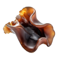Jelly ear mushrooms in a natural isolated setting on a transparent background showcasing their distinct shape, Jew's ear, Wood ear, Jelly ear isolated on transparent background png