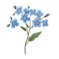 Beautiful forget-me-not flowers in vibrant blue against a clean transparent background, forget me not flowers isolated on transparent background png