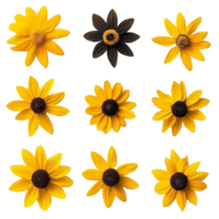 Top view of various black-eyed susans showcasing their vibrant blooms in a natural setting, various black eyed susan single flower top view and with isolated on transparent background png