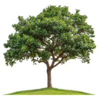 Close-up view of a leafy tree on a smooth transparent background showcasing nature's beauty and detail, Tree on transparent background, real close up decorate tree in brown pod isolate die cut file png