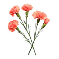 Fresh carnation flowers in soft coral hues arranged artistically against a clean transparent background, of Carnation flowers isolated on transparent background png