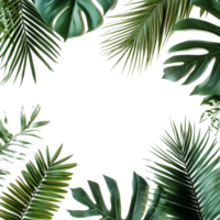 A vibrant arrangement of green palm leaves framed around a blank space on a transparent background for creative use, frame picture with green leaf of palm tree on transparent backgroundfile png