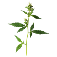 Young hemp plant with budding flowers against a transparent background, showcasing its growth and resilience, hemp plant with young bud on transparent background png