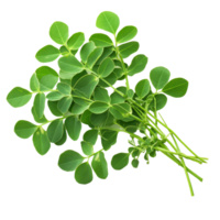 Fresh moringa leaves isolated on a transparent background showcasing their vibrant green color and healthy appearance, Moringa isolated on transparent background png
