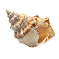 Beautiful sea shell resting alone on a transparent background, showcasing intricate patterns and a natural design, sea shell isolated on transparent background png