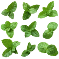 fresco hortelã folhas arranjado dentro a atraente disposição em uma limpar \ limpo transparente fundo para culinária ou ervas usar, do fresco hortelã folhas isolado em transparente fundo png