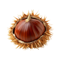 A detailed view of a chestnut seed isolated against a transparent background showcasing its rich color and unique spiky shell texture, Chestnut Seed isolated on transparent background png