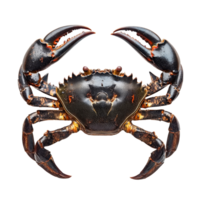 Detailed view of a serra ted mud crab showcasing its striking features against a clean transparent background, serra ted mud crab on transparent background png