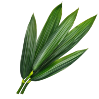 Fresh pandan leaves arranged neatly on a transparent background showcasing their vibrant green color and unique texture, pandan leaf on transparent background png