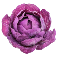 Vibrant purple cabbage showcasing intricate leaf patterns against a clean transparent background, purple cabbage isolated on transparent background png