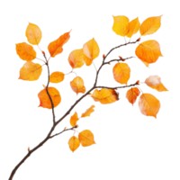 Autumn branch with vibrant orange leaves against a transparent background in clear transparent hue, Autumnal branch isolated on transparent background png