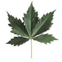 Cannabis leaf displayed on a clean transparent background showcasing its intricate leaf structure and vibrant green hues, Canabis leaf on transparent background png