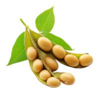 Freshly harvested soybean pods with leaves showcasing healthy agricultural produce on a transparent background, Soybean isolated png