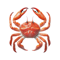 A detailed top view of a red crab isolated against a clean transparent background, a red crab top view isolated on transparent background png