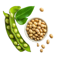 Fresh soybeans and pods on a transparent background showcasing their vibrant colors and natural form, soy beans on transparent background png