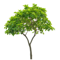 Close-up view of a vibrant green tree against a transparent background showcasing its lush foliage and natural beauty, Tree on transparent background, real close up decorate tree in brown pod isolate die cut file png