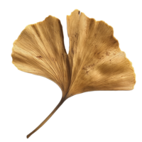 Dry ginkgo biloba leaf on a transparent background showcasing its unique shape and texture, Dry ginkgo biloba plant leaf on a transparent background png