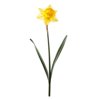 A bright daffodil flower on a single stem against a clean transparent background showcasing nature's beauty in spring, Daffodil flower single stem isolated on transparent backgroud png