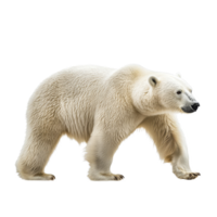 A majestic polar bear walking confidently across a bright transparent background, showcasing its magnificent fur and strength, Polar bear isolated on transparent background png