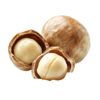 Peeled macadamia nuts showcasing their creamy texture against a stark transparent background, Peeled macadamia nut on transparent background png