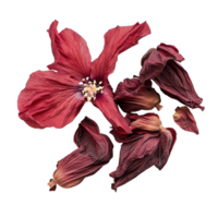 Dried roselle hibiscus flowers on a transparent background showcasing their vibrant colors and unique shapes, dry roselle hibiscus isolated on transparent background png