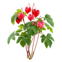Beautiful bleeding heart vine plants with vibrant red flowers on a transparent background, Bleeding heart vine group plants isolated on a transparent background png